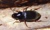 Pseudoophonus rufipes